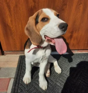 Sticker from BeagleAmor