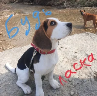 😇 emoji BeagleAmor Telegram sticker 9 of 31