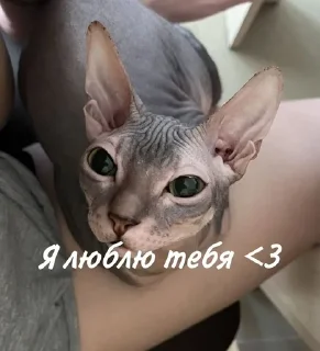 💋 emoji Лыси пон Telegram sticker 21 of 22