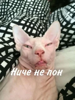 🥴 emoji Лыси пон Telegram sticker 20 of 22