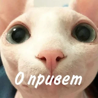 👋 emoji Лыси пон Telegram sticker 8 of 22