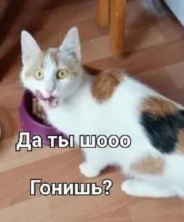 🌟 emoji Кидацка ^°^ Telegram sticker 23 of 25