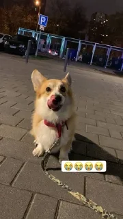 😭 emoji ЛЕОНИДДД Telegram sticker 23 of 41