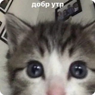 🌟 emoji шиза саши Telegram sticker 13 of 17
