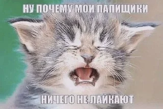 🌟 emoji мяувки для жизни Telegram sticker 21 of 46