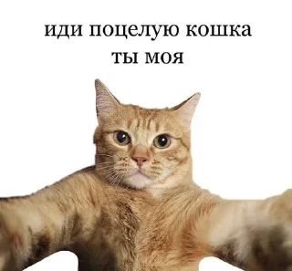 🌟 emoji мяувки для жизни Telegram sticker 16 of 46