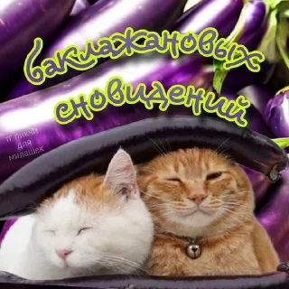 🍆 emoji ദ്ദി(˵ •̀ ᴗ - ˵ ) ✧ Telegram sticker 19 of 51