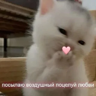 🌟 emoji Спкй_нч Telegram sticker 21 of 36
