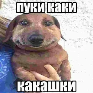 Sticker from Пуки каки какашки