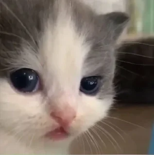 🤨 emoji Чилипиздрик Telegram sticker 8 of 22