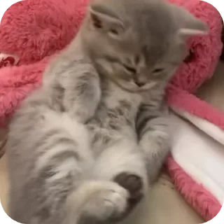 🐱 emoji Томариска Стикс 🫀 Telegram sticker 14 of 39