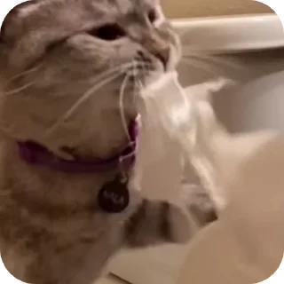 🧻 emoji Томариска Стикс 🫀 Telegram sticker 17 of 39