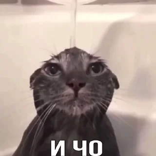 🫤 emoji Коты как смысл жизни Telegram sticker 9 of 41