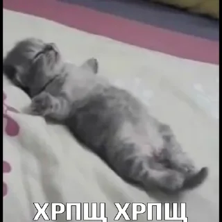 🌙 emoji Коты как смысл жизни Telegram sticker 12 of 41