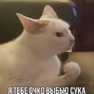 😡 emoji Коты как смысл жизни Telegram sticker 8 of 41