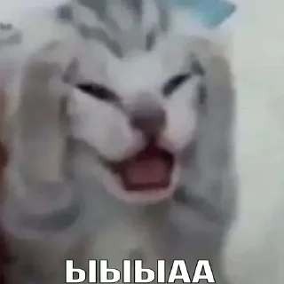 😵 emoji Коты как смысл жизни Telegram sticker 15 of 41