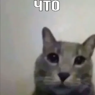 😶 emoji Коты как смысл жизни Telegram sticker 19 of 41