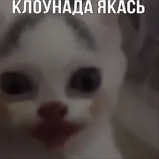 🤡 emoji Коты как смысл жизни Telegram sticker 17 of 41