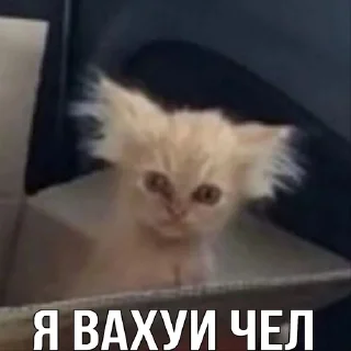 Sticker from Коты как смысл жизни