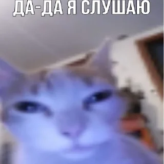 😴 emoji Коты как смысл жизни Telegram sticker 11 of 41