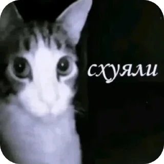 🧐 emoji Учеба в USPTU Telegram sticker 9 of 29