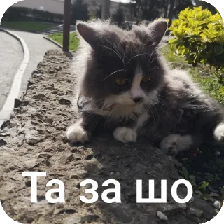 🐱 emoji Шось Telegram sticker 6 of 17