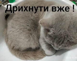 🌟 emoji Шось Telegram sticker 15 of 17