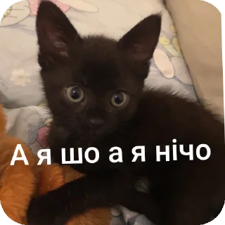 🐱 emoji Шось Telegram sticker 17 of 17