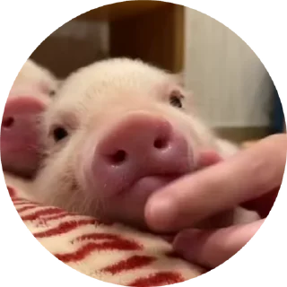 🌟 emoji Свинота ЕАK Telegram sticker 12 of 27