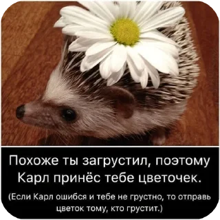 🌟 emoji Ежик Telegram sticker 12 of 105