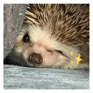 Sticker from Ежик