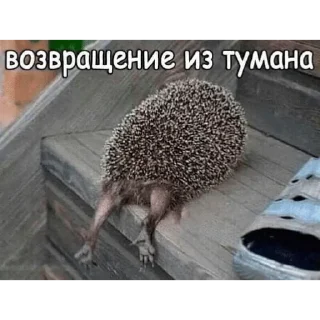 🌟 emoji Ежик Telegram sticker 17 of 105