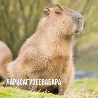 😱 emoji Капибары Telegram sticker 21 of 34