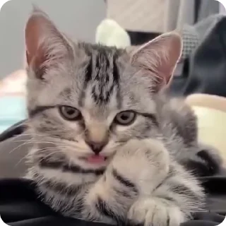 😉 emoji FunnyCats Telegram sticker 11 of 96