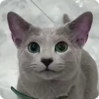 ☺️ emoji FunnyCats Telegram sticker 24 of 96