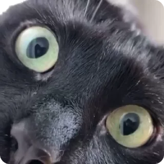 🤯 emoji FunnyCats Telegram sticker 23 of 96