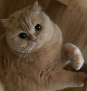 🌟 emoji Пушка и друзья Telegram sticker 14 of 45