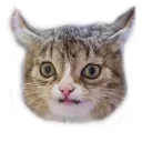 🐱 emoji 🙀 Cats @TVstickers Telegram sticker 10 of 112