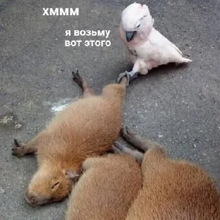 🌟 emoji мілі капібари :: @mixtapper Telegram sticker 21 of 120