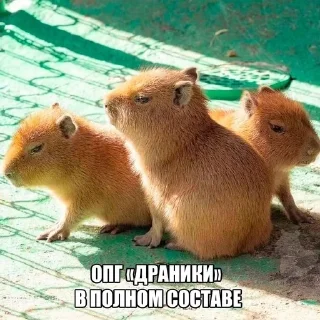 🌟 emoji мілі капібари :: @mixtapper Telegram sticker 20 of 120