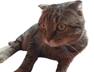 🌟 emoji Cats Telegram sticker 21 of 41
