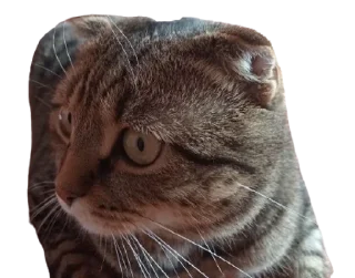 🌟 emoji Cats Telegram sticker 19 of 41