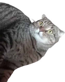 😳 emoji Cats Telegram sticker 5 of 41