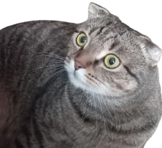 😳 emoji Cats Telegram sticker 6 of 41