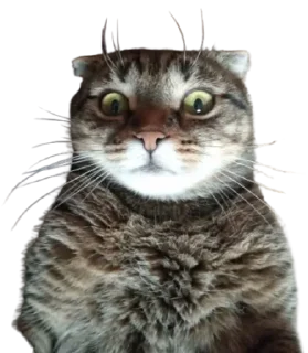😳 emoji Cats Telegram sticker 7 of 41