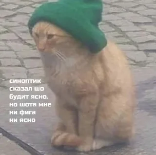 🧐 emoji Коты, как смысл жизни Telegram sticker 8 of 50