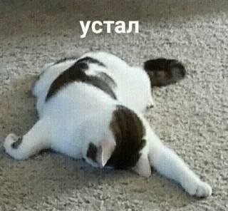 🌟 emoji Коты, как смысл жизни Telegram sticker 21 of 50