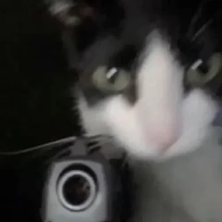Sticker from Коты, как смысл жизни