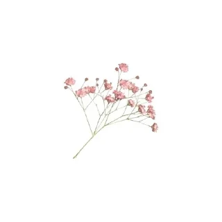 🌟 emoji 🩷𝐃𝐚𝐡𝐥𝐢𝐚🩷 Telegram sticker 16 of 45