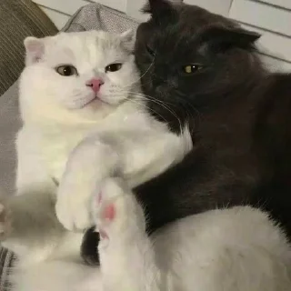 ❤️ emoji Котео Telegram sticker 21 of 65
